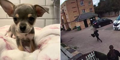 chihuahua and woman running off with dog
