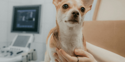 Chihuahua at the vet