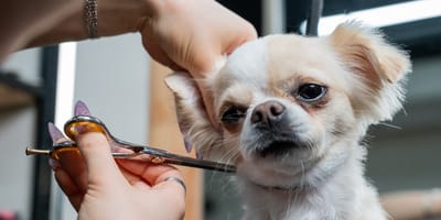 Chihuahua beim Hundefriseur