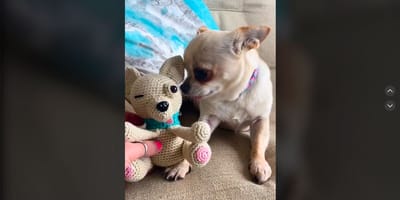 chihuahua-con-peluche