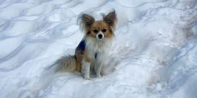 Chihuahua in de sneeuw redt baasje