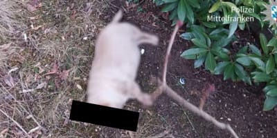 Chihuahua-Mischling "Lili"