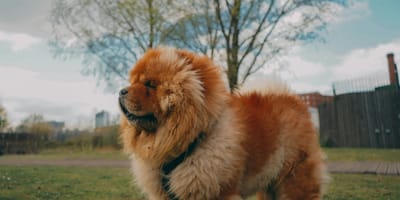 Chinezen geven veel geld uit aan hun honden