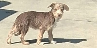 Chiot abandonné