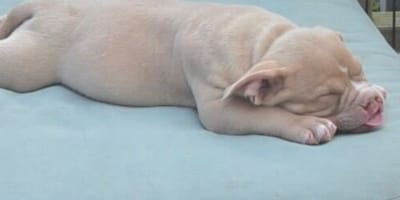 Cucciolo con labbro leporino