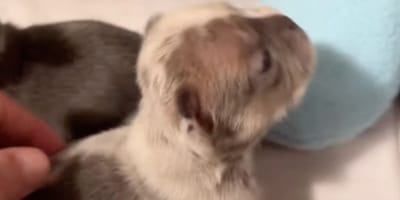 Chiot Bouledogue français