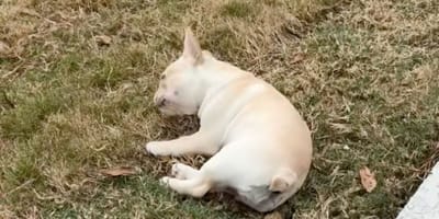 Chiot Bouledogue français