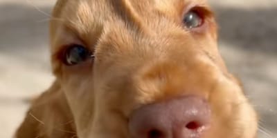 chiot Cocker Spaniel