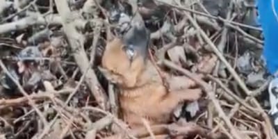 Puppy trapped in the branches