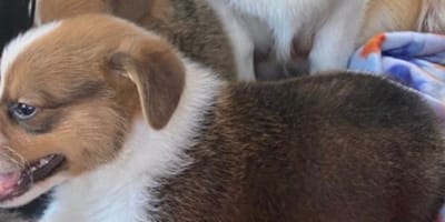 Chiot Corgi