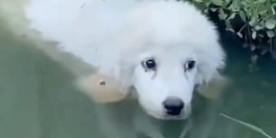 Puppy in een waterpoel