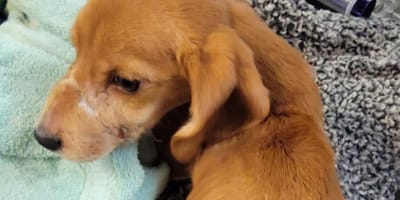 Chiot de 6 mois