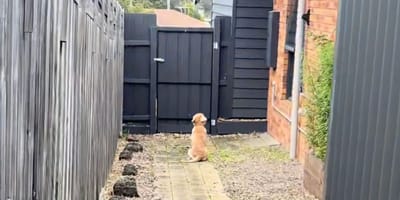 Chiot devant portail