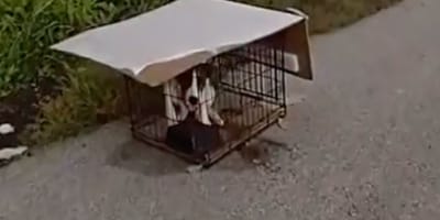 A puppy locked inside a cage