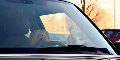 Chiot enfermé dans une voiture