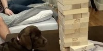 A puppy next to a Jenga tower