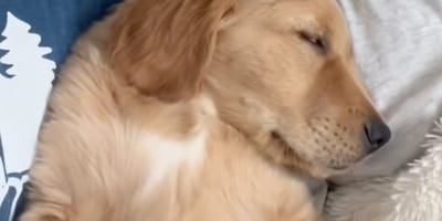 Chiot Golden Retriever