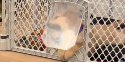 Golden Retriever puppy