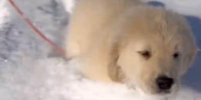 Golden Retriever puppy