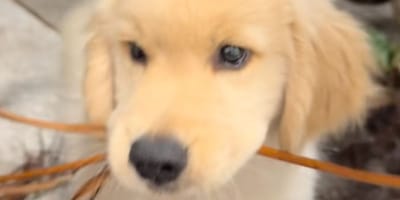 Szczeniak golden retrievera