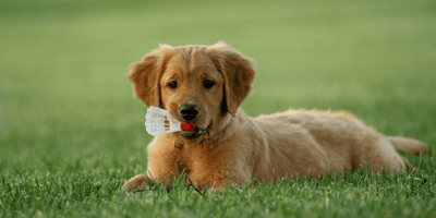 Golden Retriever Welpe spielt im Gras