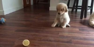 golden retriever puppy plays with lemon