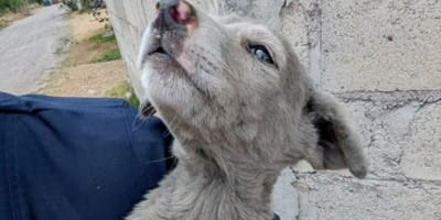 Stray grey puppy
