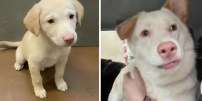 Chiot Labrador