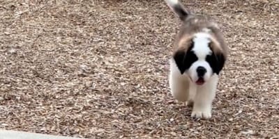 Saint Bernard puppy