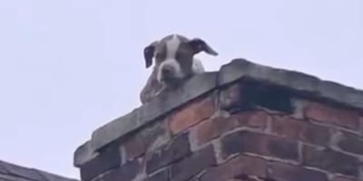 Puppy op een schoorsteen