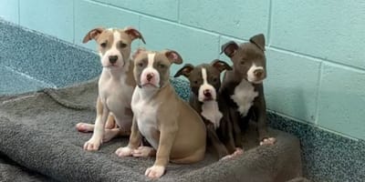 Cachorros en adopción