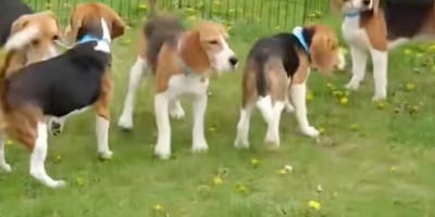 chiots Beagle
