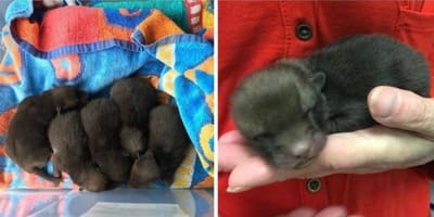 Puppies baby foxes
