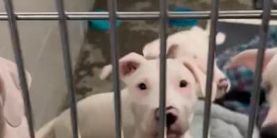 Cachorros en el recinto