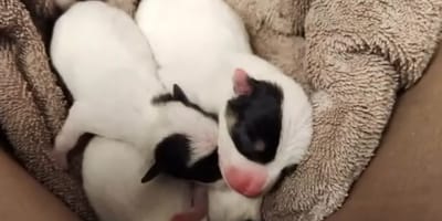 Puppies in a cardboard box