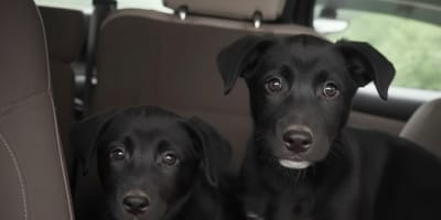 Cuccioli in un'auto
