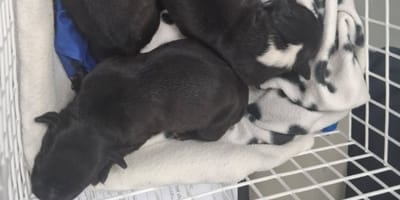 chiots jetés dans un sac poubelle