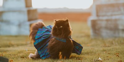 chique kattennamen