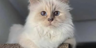 Choupette, de rijkste kat ter wereld blijkt helemaal niet zo rijk