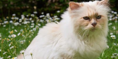 Choupette Lagerfeld