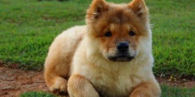 chow chow nell'erba