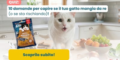 Cibo sì o cibo no per il tuo felino preferito?