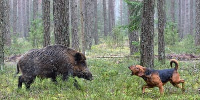 Wildschwein und Hund im Wald