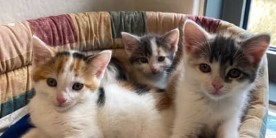 Vijf kittens