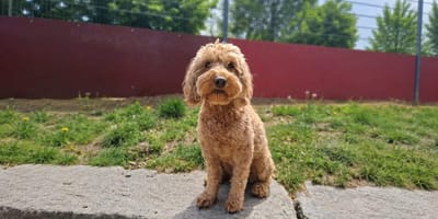 Cockapoo Chico