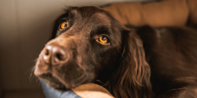 Cocker spaniel