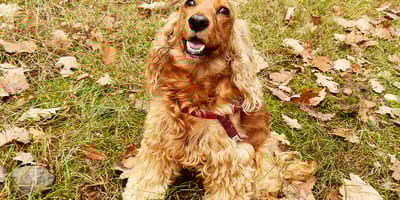 Cocker-spaniel