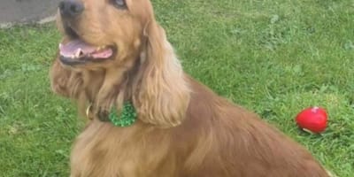 Cocker Spaniel Bailey werd bevrijd uit Ierse gevangenis