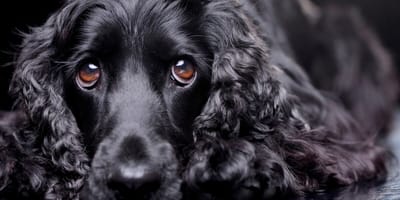 Cocker spaniel kijkt over hek
