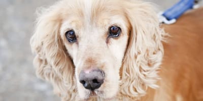 Cocker-Spaniel-Mix Miki